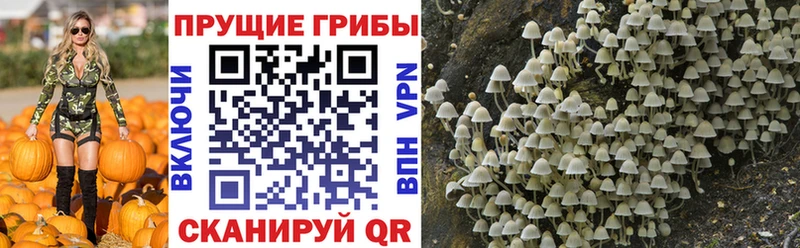 Купить закладки  Бикин  Галлюциногенные грибы прущие грибы 
